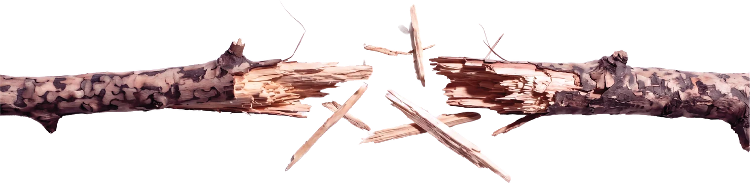 A dry branch snapped clean in two, the halves not quite meeting.